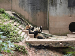 -中国大熊猫保护研究中心雅安碧峰峡基地