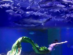 -海合安武汉极地海洋公园