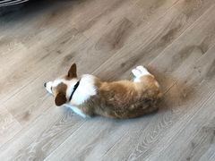 -浣熊柯尔鸭土拨鼠·电玩咖