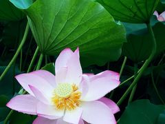 -荔湾湖公园