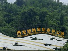 -西双版纳原始森林公园
