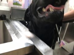 -翊宠yipet猫狗购宠庄园犬舍•猫舍