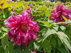 -莲花池公园