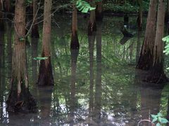 -桤木河湿地公园