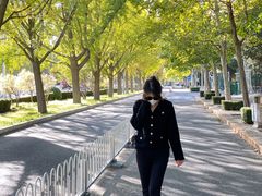 -三里屯东五街银杏大道