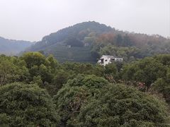 -阿巧茶庄