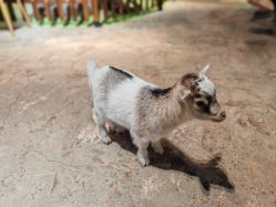 -酷嗒动物文化乐园(cutezoo西溪乐天城店)