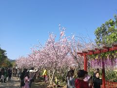 -天适樱花悠乐园