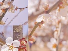 -香雪海