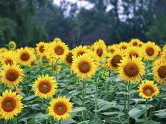 -奥林匹克森林公园北园-停车场