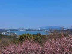 -香雪海