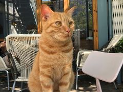 -喵屿·大理花园猫咖