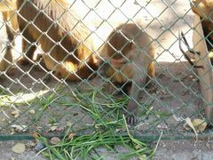 -新疆天山野生动物园