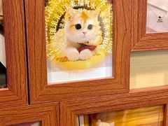 -猫十亿·布偶金渐层·曼基康矮脚猫舍(青年路店)