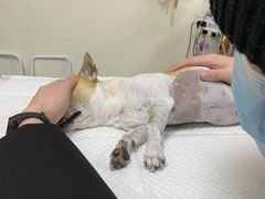 -美联众合动物医院·24h转诊中心