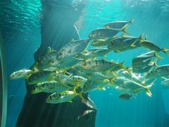 -北戴河圣蓝海洋公园