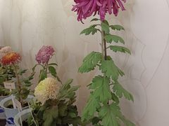 -杭州植物园