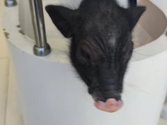 -怪兽屋·羊驼·猫咖·狗咖(俊华广场店)