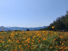 -君乐宝优致牧场