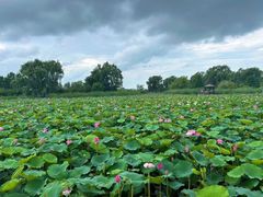 -羊亭河湿地公园