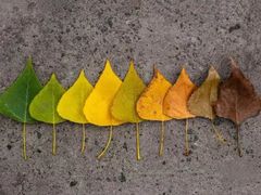 -京师双语幼儿园