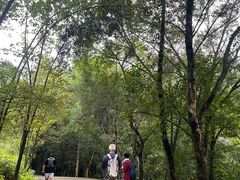 -中山市树木园