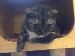 -more than meow吴止猫主题餐厅(承德 中船汇店)