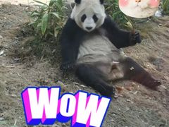 -武汉动物园