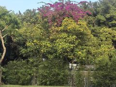 -小洲村