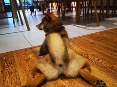 -柴务处·柴犬主题狗咖