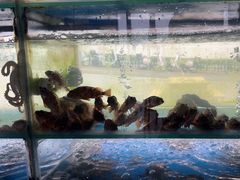 -海月湾海景餐厅( 嵊泗本地老字号店)