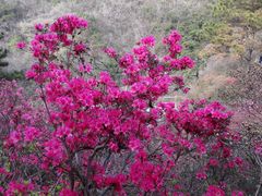 -木兰云雾山