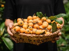 -塘栖枇杷特色园区