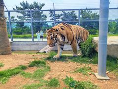 -西霞口神雕山野生动物世界