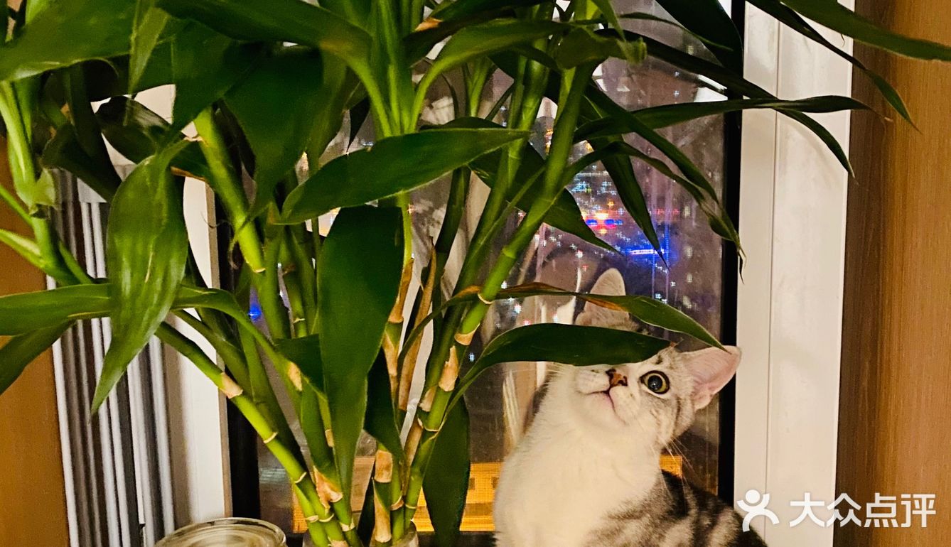 谁家猫儿子还不是个戏精了？🧘‍♀️