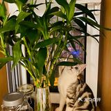 谁家猫儿子还不是个戏精了？🧘‍♀️