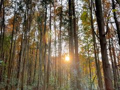 -上海海湾国家森林公园