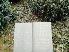 -十八棵（老龙井）御茶园(老龙井店)