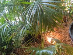 -大头椰·椰子鸡火锅(南宁万象城店)