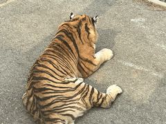 -大连森林动物园