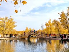-金塔沙漠胡杨林景区
