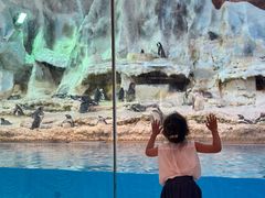 -帝企鹅自助餐厅•儿童岛•真企鹅(长隆企鹅酒店)