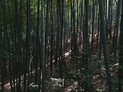 -上海佘山国家森林公园天马山园