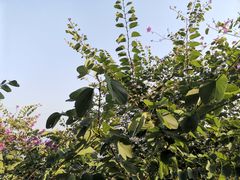 -攀枝花公园