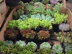 -双季花艺园艺市场(浦东店)