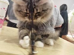 -绒爪撸猫下午茶·猫咖