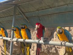 -西霞口神雕山野生动物世界