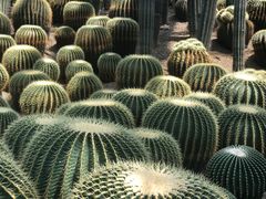 -南山植物园