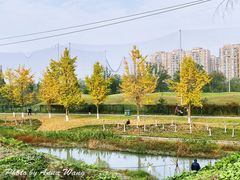 -两河城市森林公园