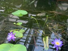 -国家植物园南园